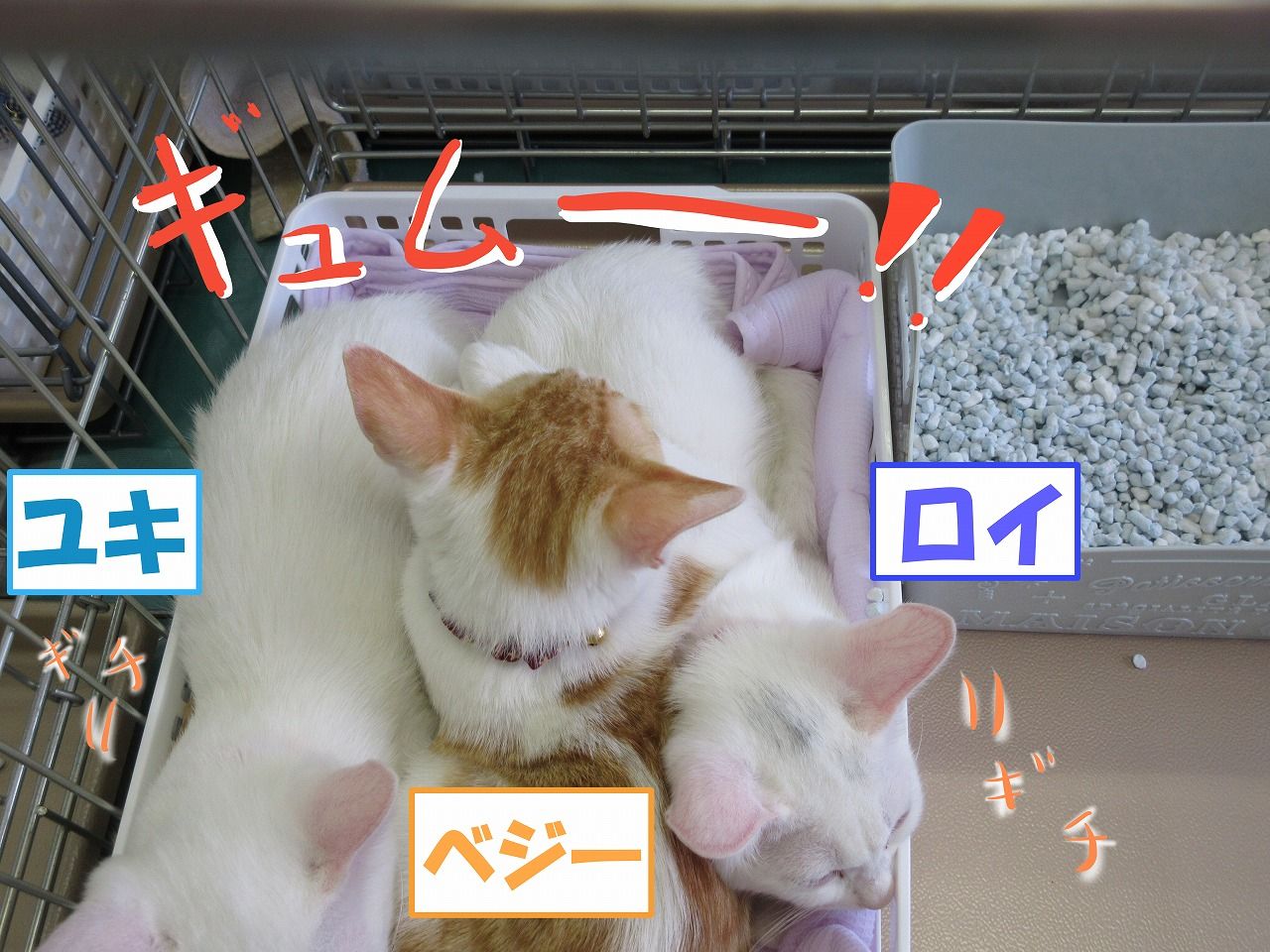 イメージ 3