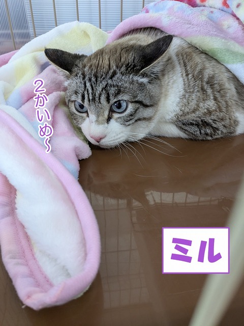 s-miru