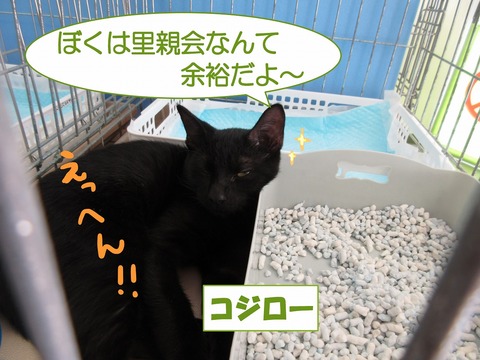 s-koziro-