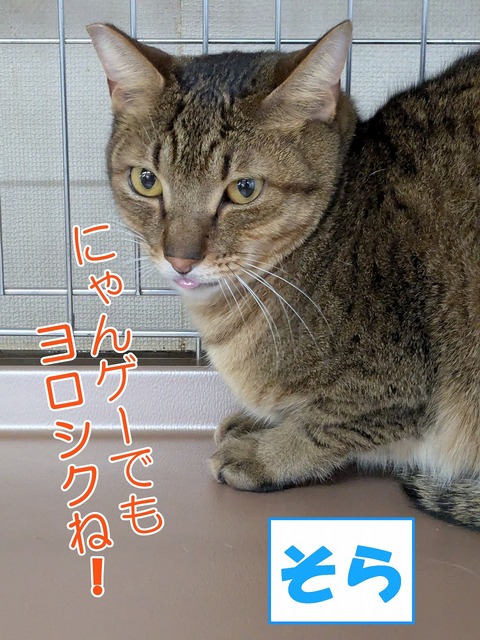 s-sora