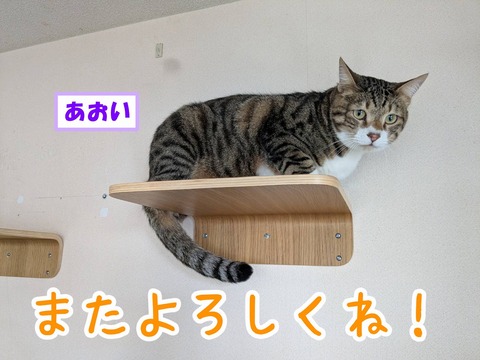 s-aoi