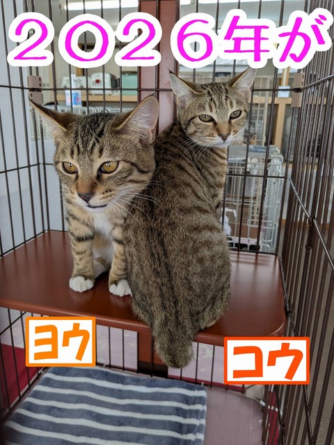 s-kouyou