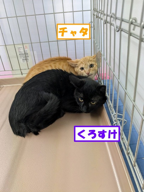 s-kurotyata