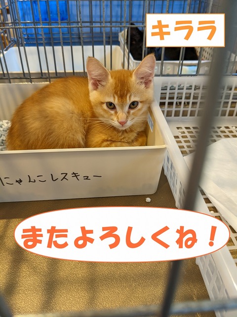 s-kirara