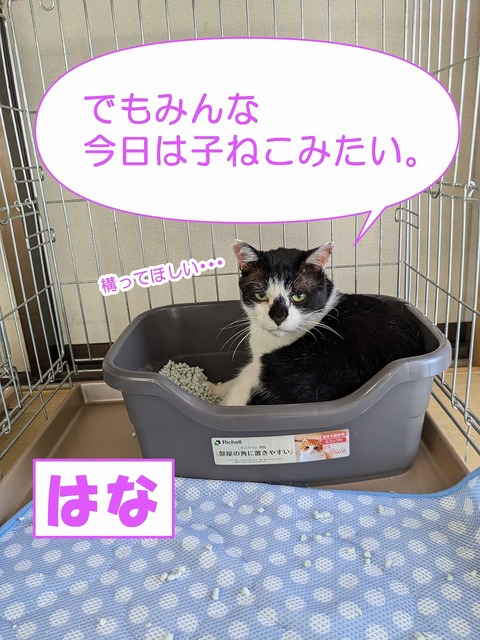 s-hana