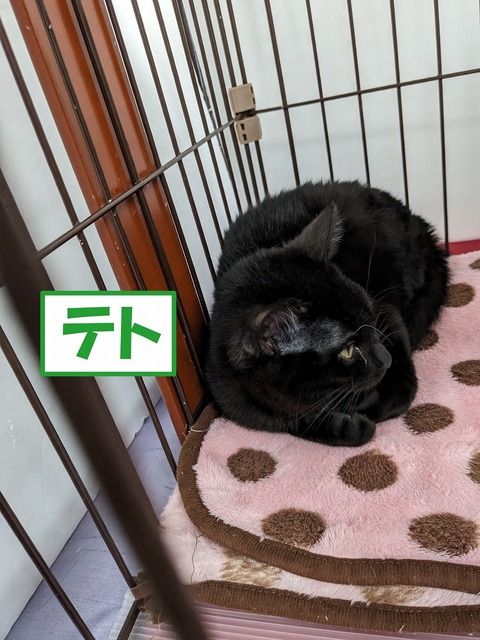 s-teto