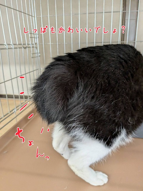 s-hanasippo
