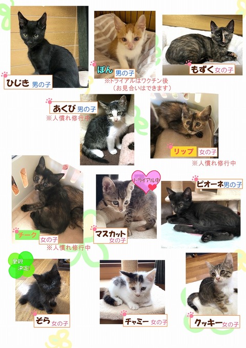 s-koneko1(2)
