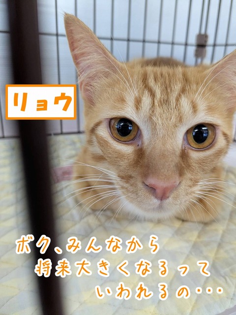 s-ryou