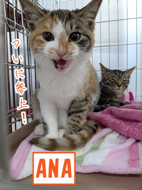 s-ANA
