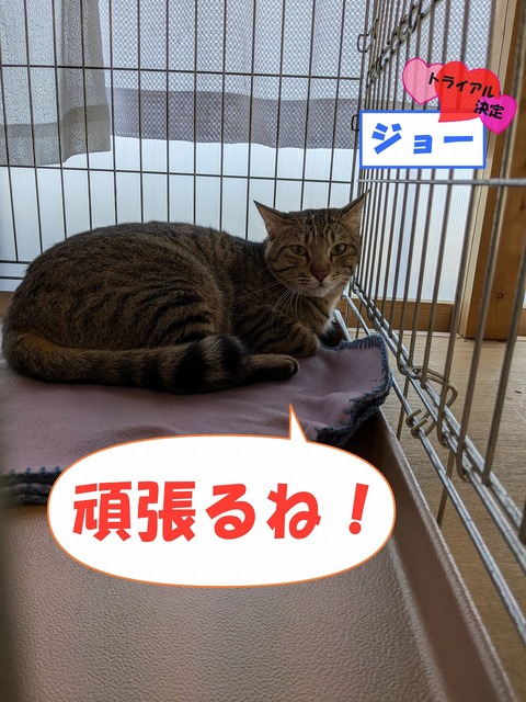 s-zyo-