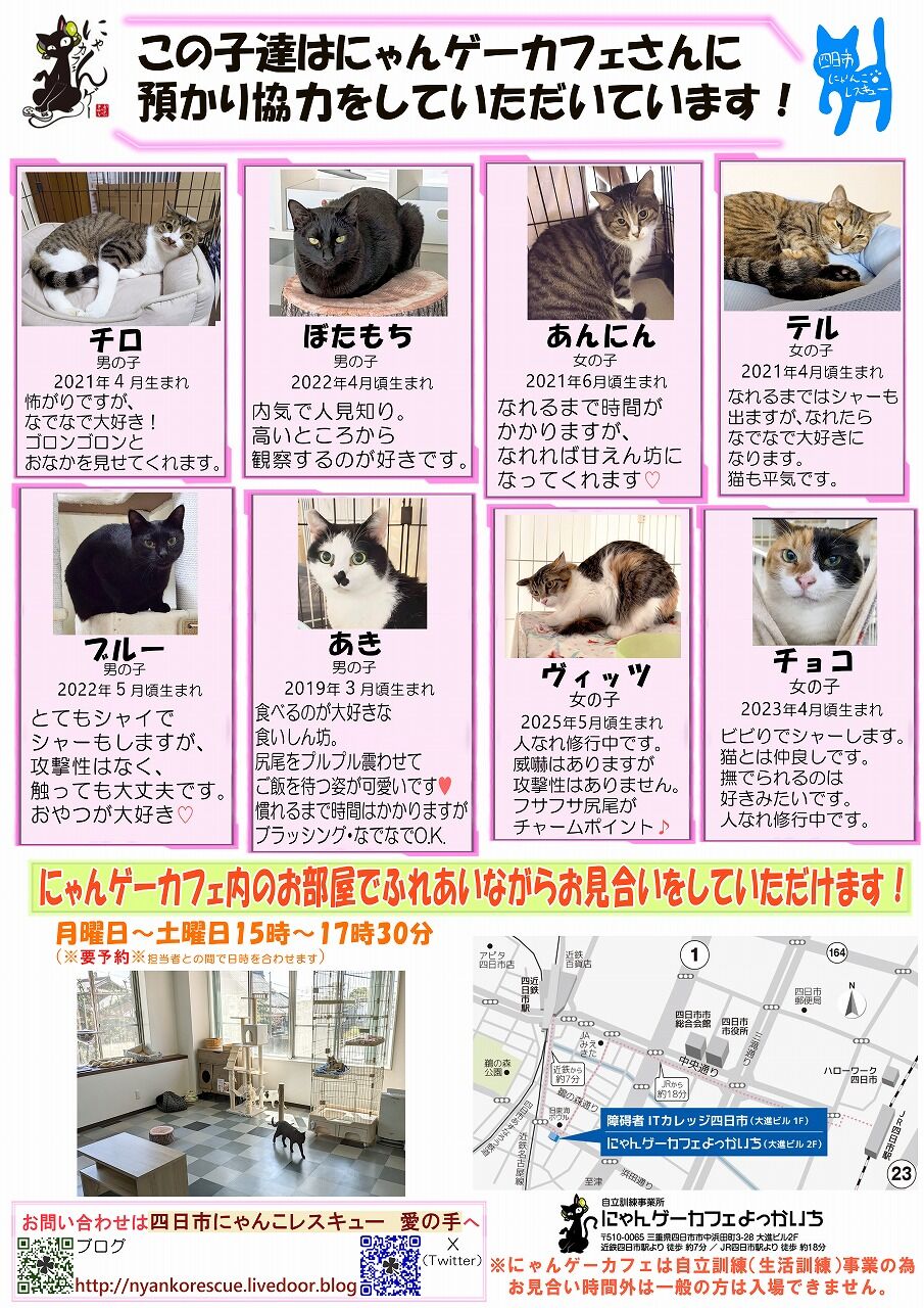 3月8日（日）の里親会報告 : 四日市にゃんこレスキュー 愛の手 里親