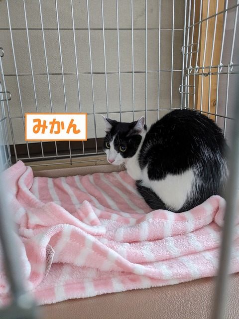 s-mikann