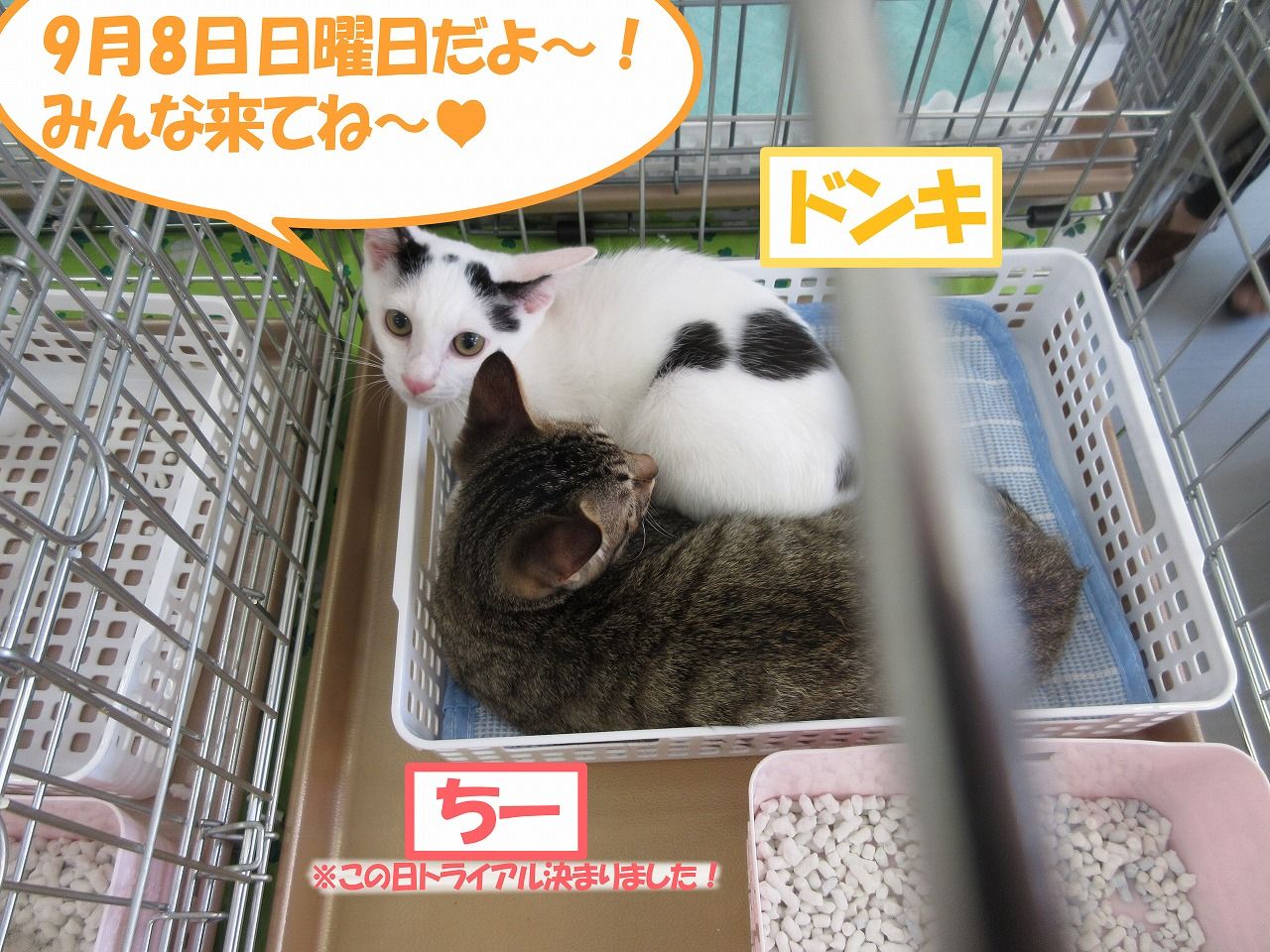 イメージ 5