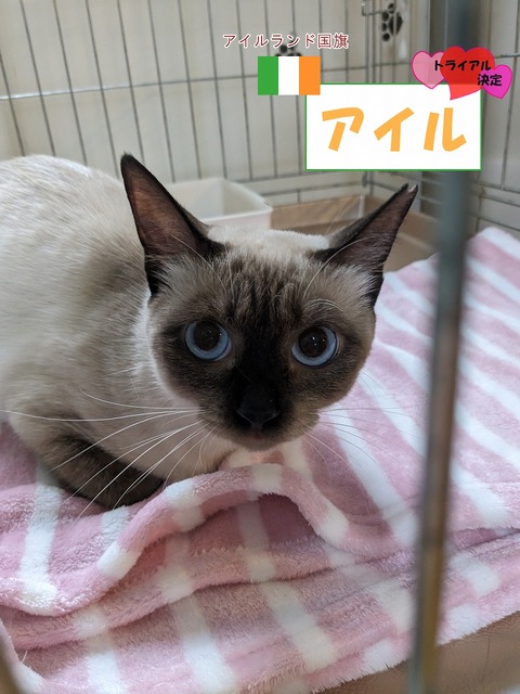 s-airu