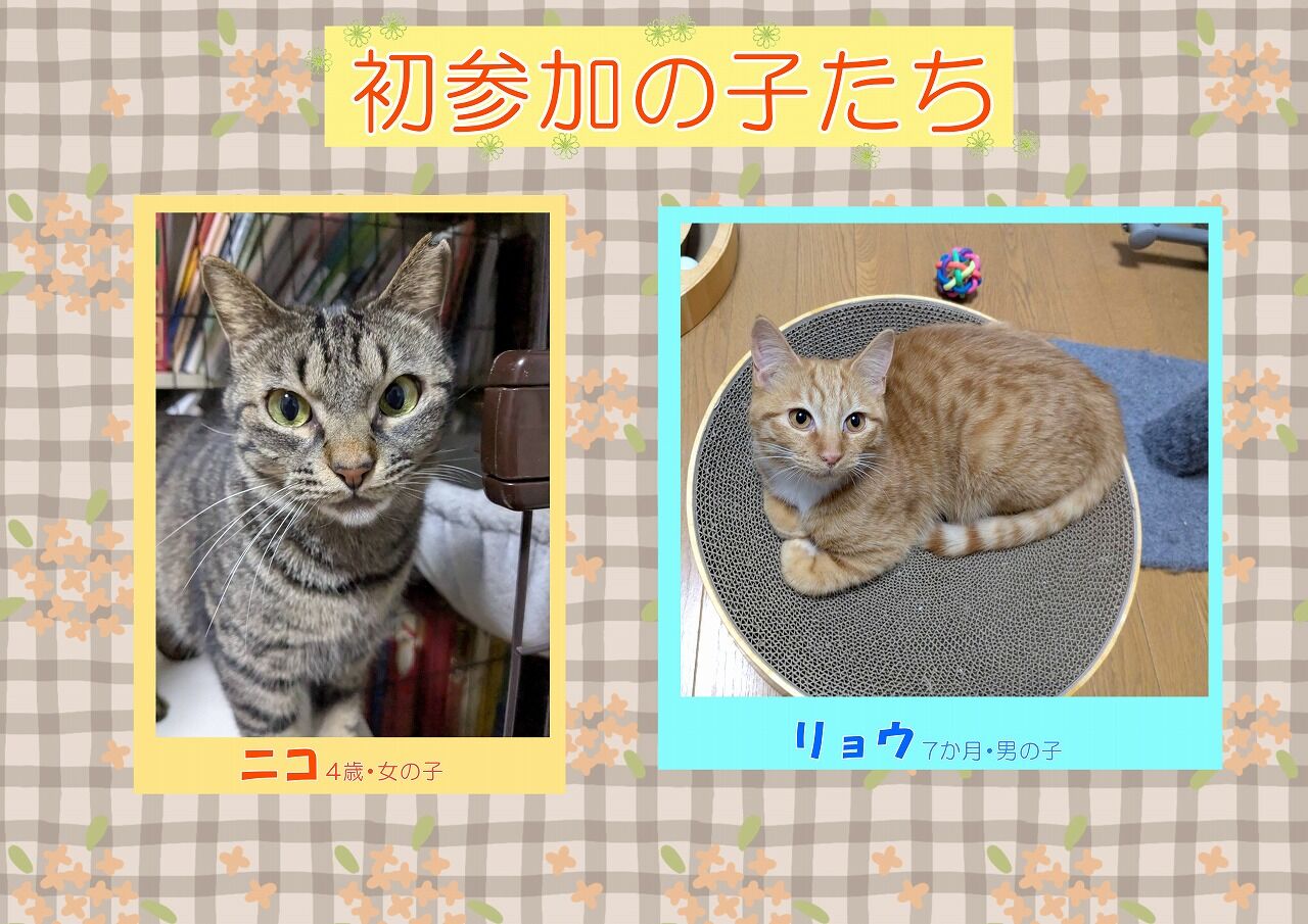 2月8日（日）は里親会です♪ : 四日市にゃんこレスキュー 愛の手 里親