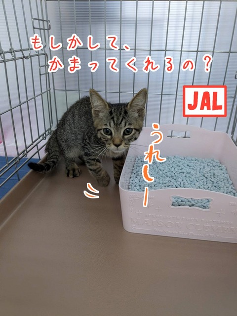 s-jal