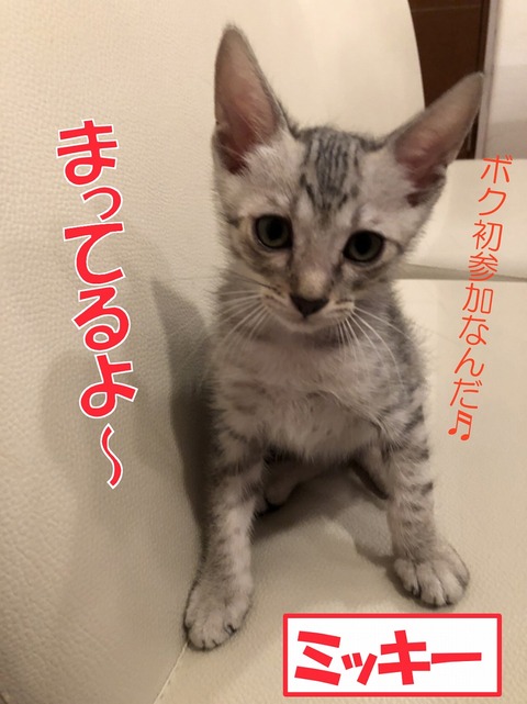 s-mikki-