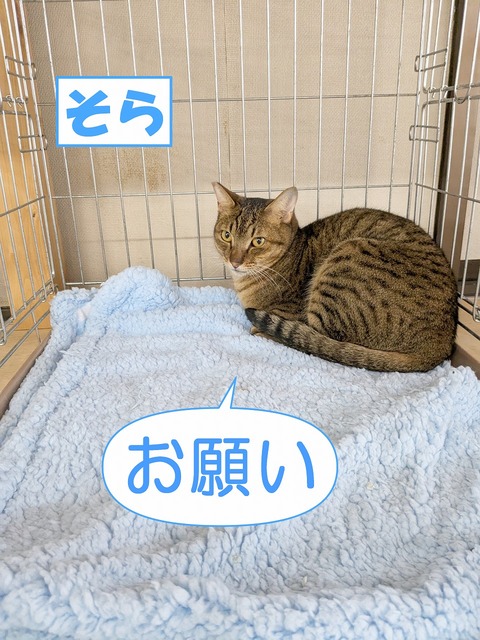 s-sora
