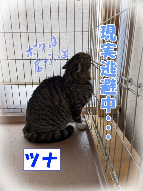 s-tuna