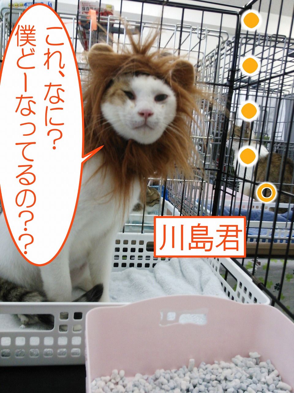 イメージ 4