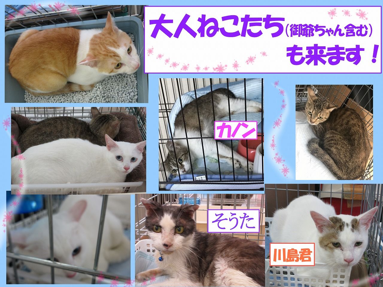 イメージ 5