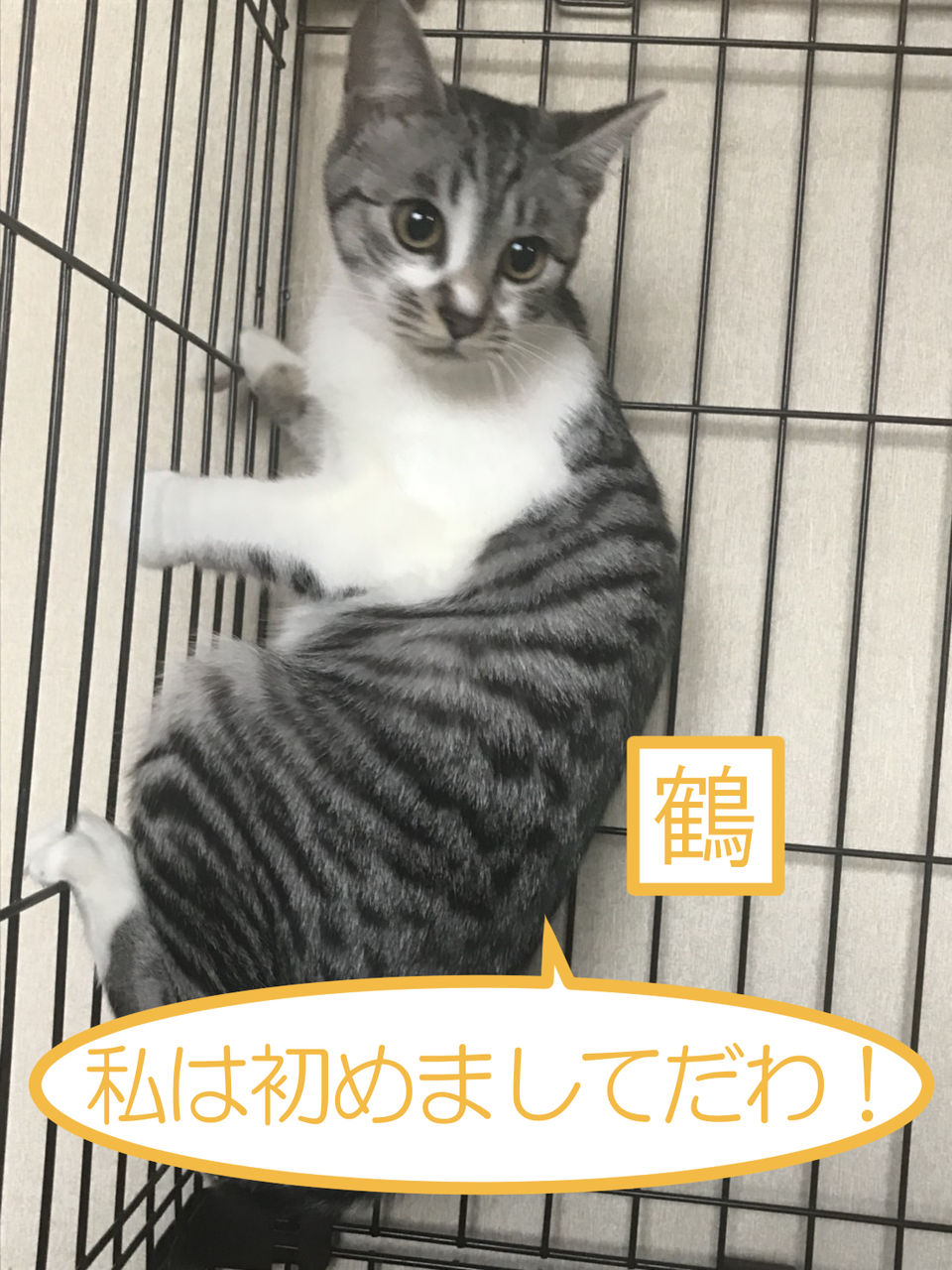 イメージ 4