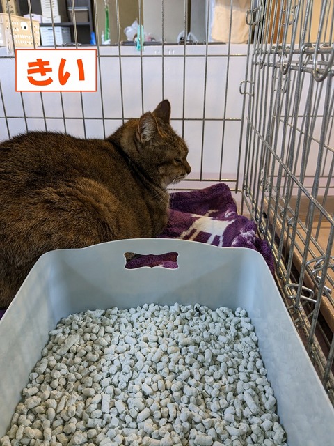 s-kii