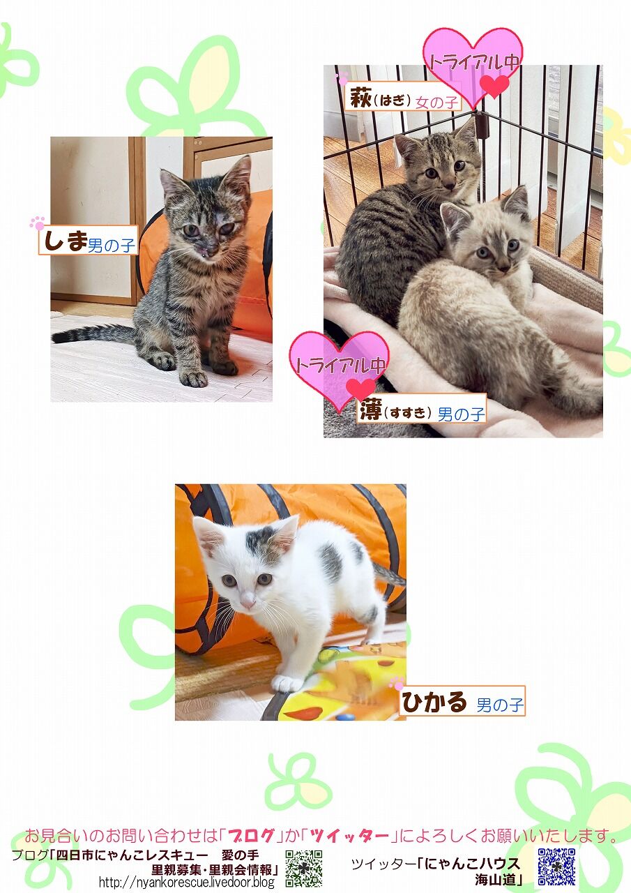 2025年もどうぞよろしくお願いいたします！ : 四日市にゃんこ