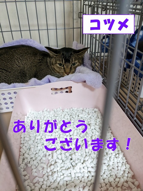s-kotume