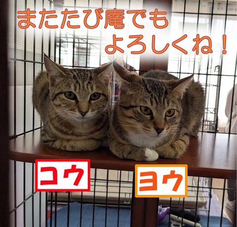 s-kouyou