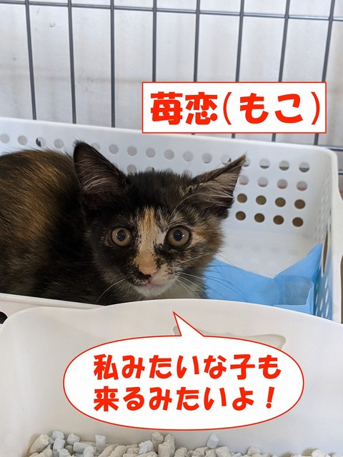 s-moko