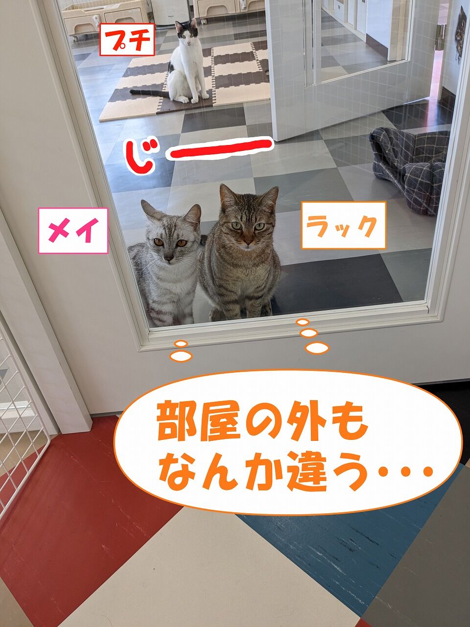5月20日（土）のにゃんゲーカフェよっかいち「ふれあい♥お
