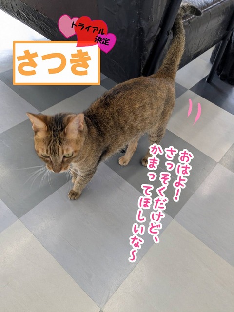 s-satuki