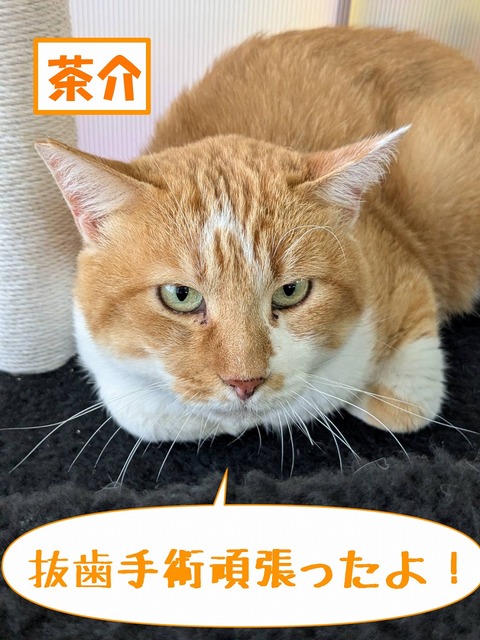s-tyasuke