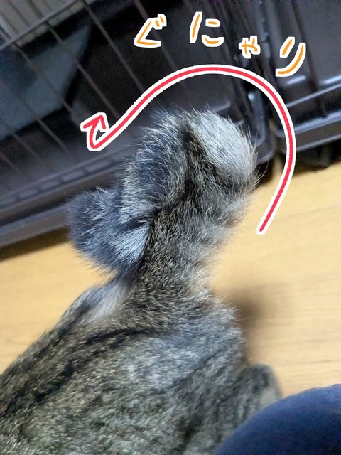 s-gunya