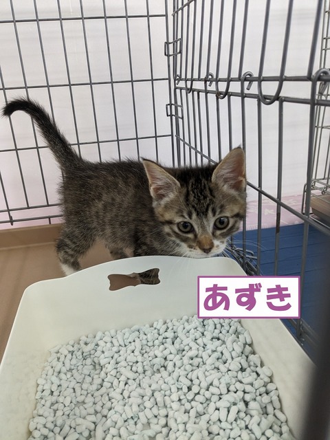 s-azuki