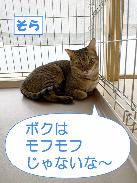 s-sora