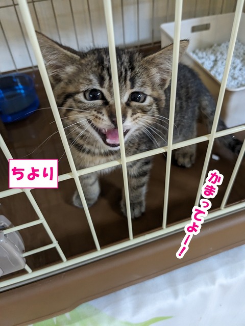 s-tiyori2