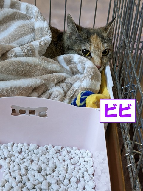 s-bibi