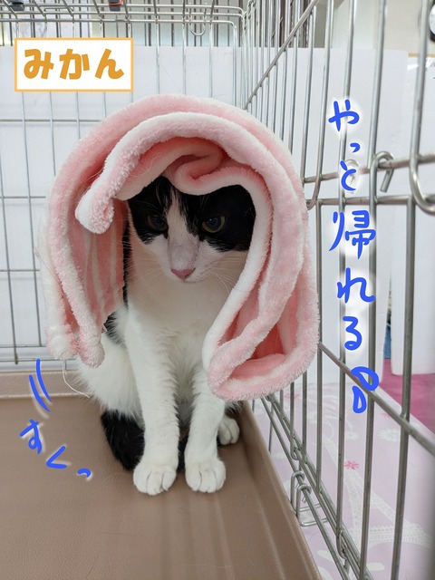 s-mikan
