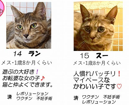 ransu-