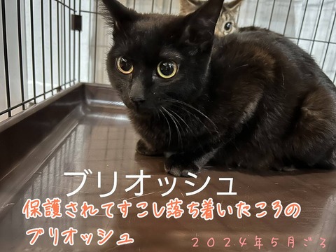 s-buri2