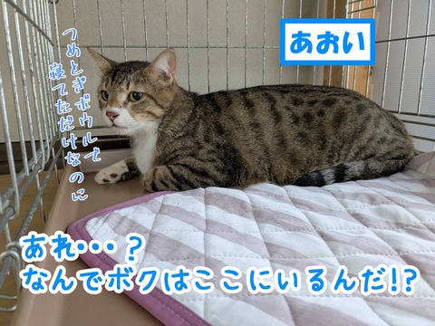 s-aoi