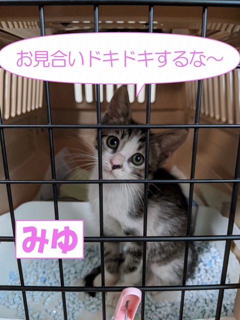 s-miyu