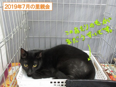 s-hausatooyakai