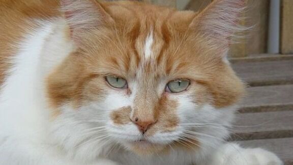 🐈非常識🐈 にゃんこ速報～修羅場・キチママ・生活まとめ～