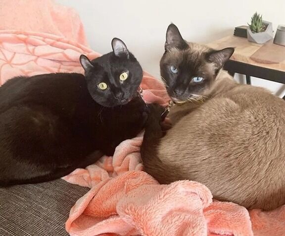 興信所 にゃんこ速報 修羅場 キチママ 生活まとめ