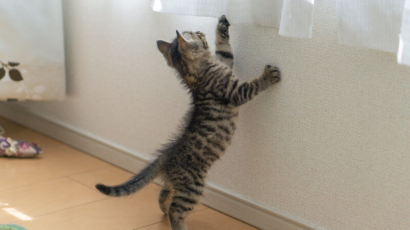 育児相談室で 相談員 お子さんのお名前は 私 ガクトです 相談員 え ええ がくと プｗｗｗ 泣いてしまった 散々悩んで ２ちゃんでも相談して決めた名前なのに にゃんこ速報 修羅場 キチママ 生活まとめ