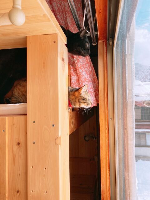 コンビニで何度も キモい女忄生キャラが出てるポップや広告を外せ とわめいていたら出禁にされた その店にまた行ったら 帰れ だって こっちはお客様なんだけど にゃんこ速報 修羅場 キチママ 生活まとめ